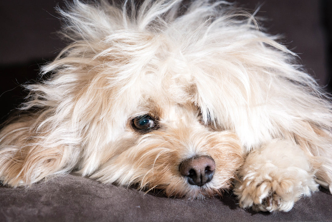 Dog Grooming and Health - North America Life Sciences, LLC